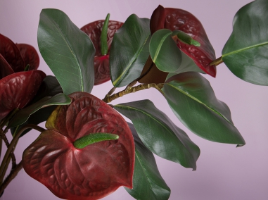 ANTHURIUM,Anémone,Alstroemeria