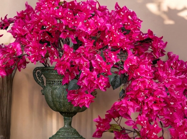 Fleurs qui tombent