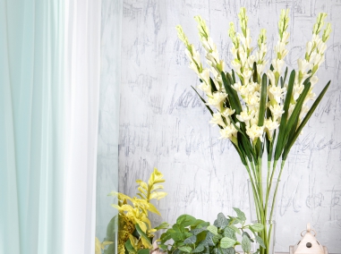 Delphinium ou Pied d'alouette