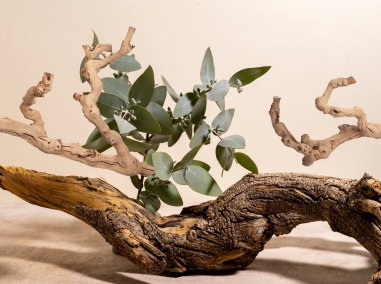 BAMBOO,MANZANITE, TRUNKS, BANDS, NATURAL STRUCTURE