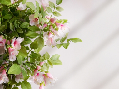Fleurs diverses