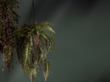 Hanging greenery
