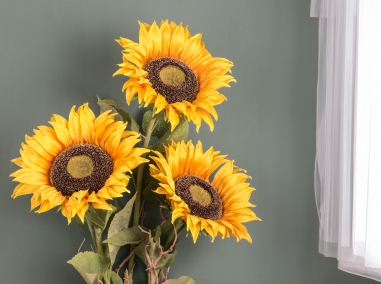 Tournesol