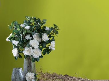 JASMIN, BOUVARDIA, STEPHANOTIS,Gardenia
