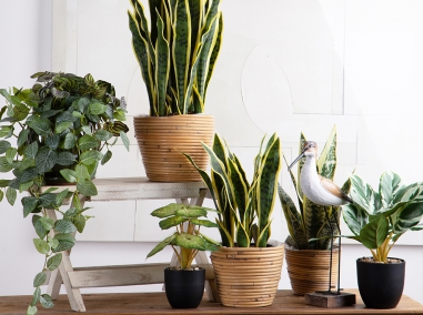 GREEN PLANTS IN POT
