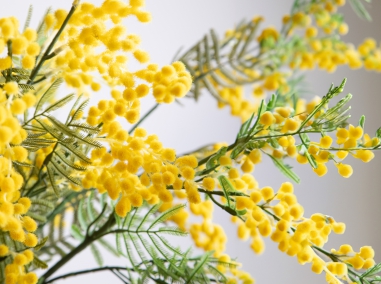 Mimosa
