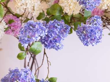 Hortensia