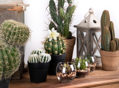 CACTUS