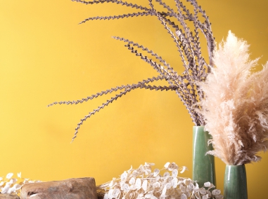 EXOTICS AND DECORATION